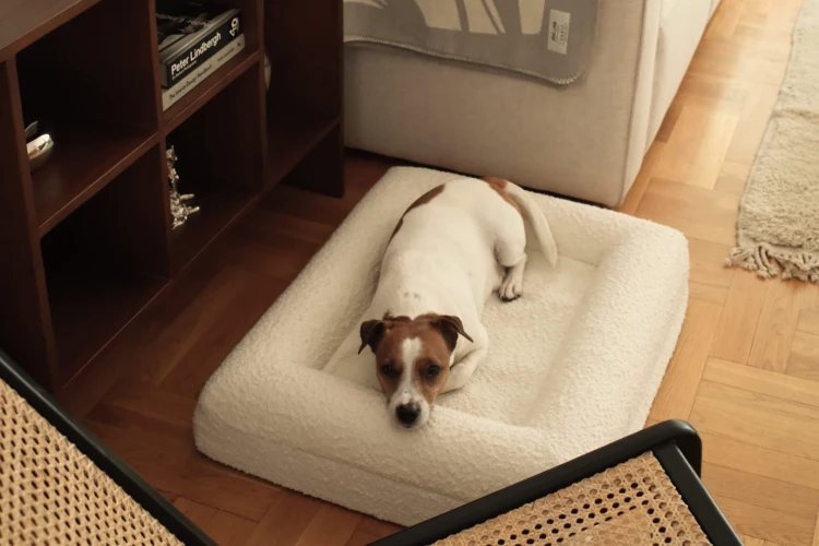 legowisko ortopedyczne dla psa w nowoczesnym wnętrzu elio.bed interior