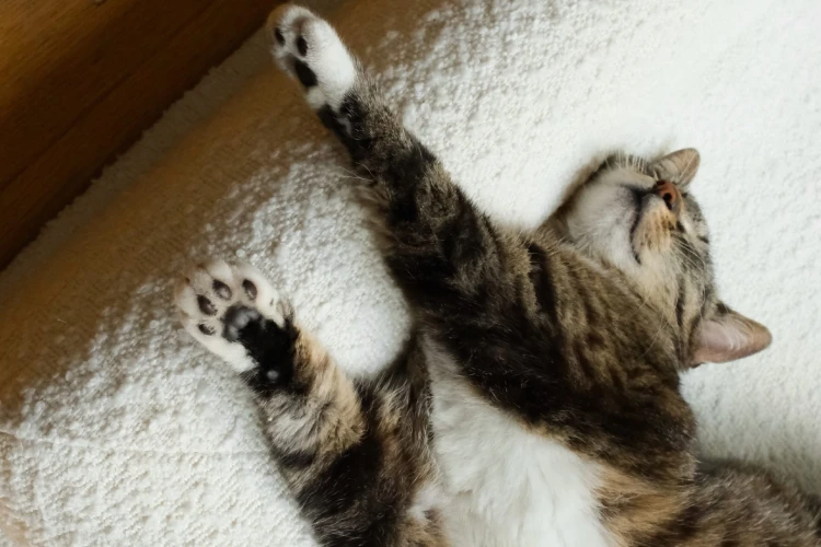 kot odpoczywający na legowisku ortopedycznym  elio.bed,  cat on elio.bed